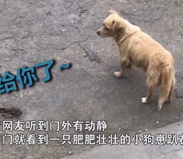 流浪狗叼着宝宝上门求收养,女子不忍心拒绝全部领回家:狗来富__财经