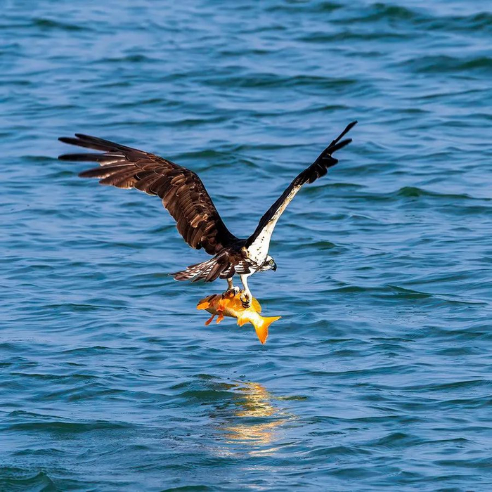 ▲2020年10月30日，一只鹗鸟在浙江省衢州市衢河上捕鱼。图/新华社