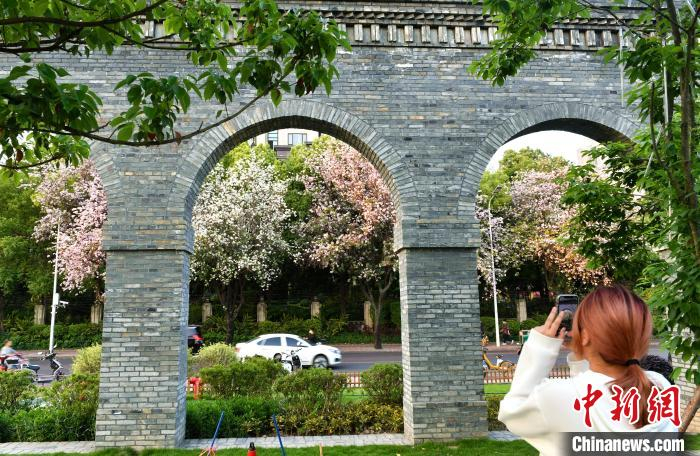 图为羊蹄甲花吸引市民驻足拍照。　吕明 摄