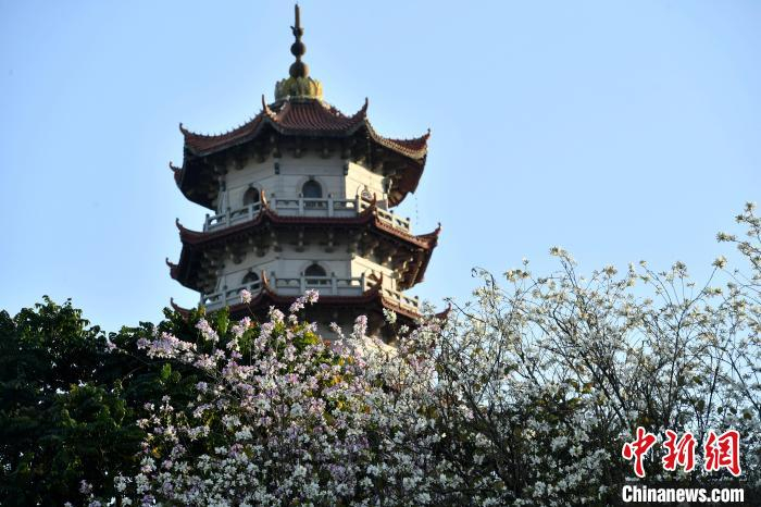 图为福州的羊蹄甲行道树进入花期，竞相开放，成为街头一景。　　吕明 摄