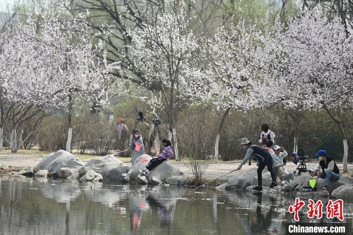 4月10日，呼和浩特市青城公园内，桃花盛开。　刘文华 摄