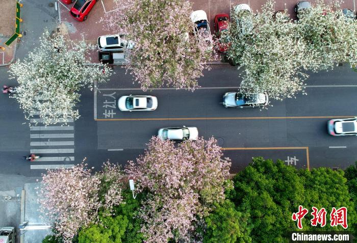 图为福州的羊蹄甲行道树进入花期，竞相开放，成为街头一景。　　吕明 摄