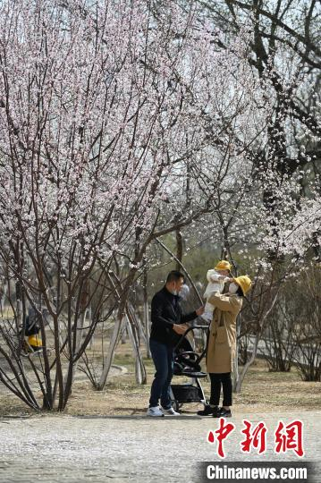 4月10日，呼和浩特市青城公园内，家长抱着婴幼儿在桃花树下散步。　刘文华 摄