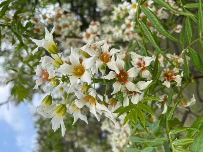 “南植”的文冠果。图/余节弘