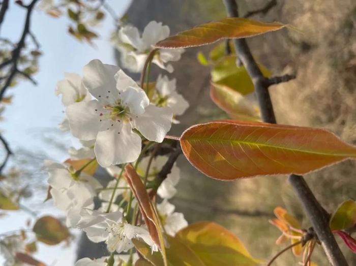 东山村的梨花。图/余节弘