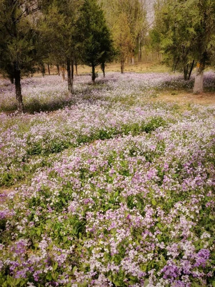 东小口森林公园的二月蓝。图/李妍