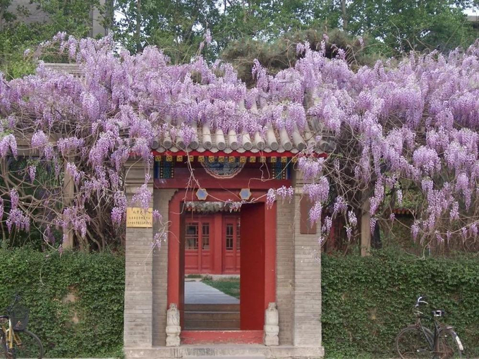 北大校园内的紫藤。图/李妍