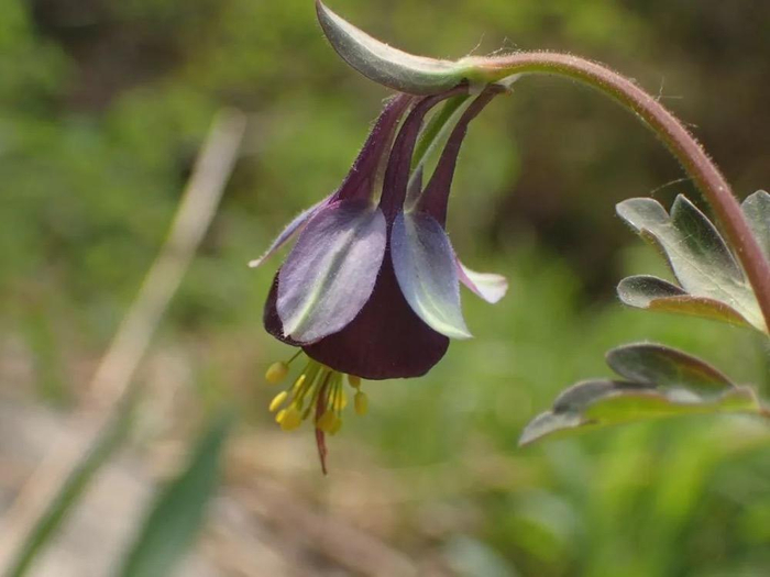 紫花耧斗菜。图/李妍
