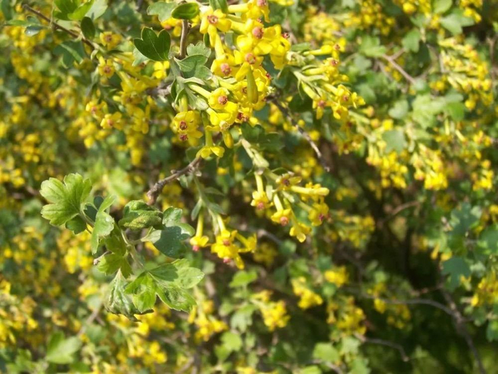 北大校园内的香茶藨子。图/李妍