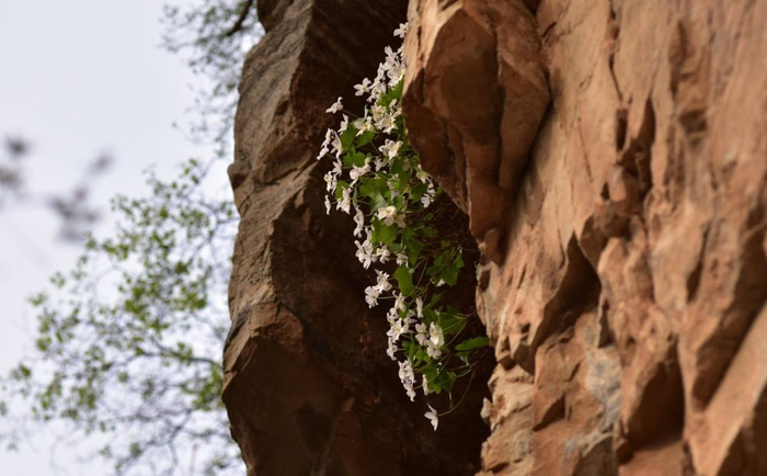 槭叶铁线莲。图/李妍