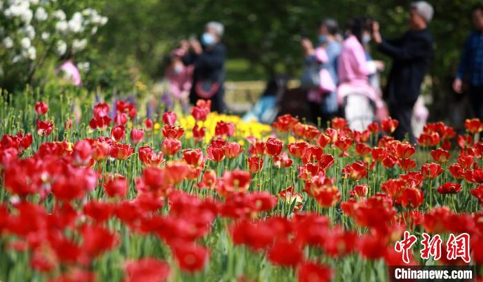 扬州瘦西湖万花园万花盛开。　孟德龙 摄