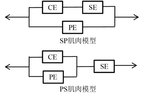 ▲图3 Hill肌肉力学模型