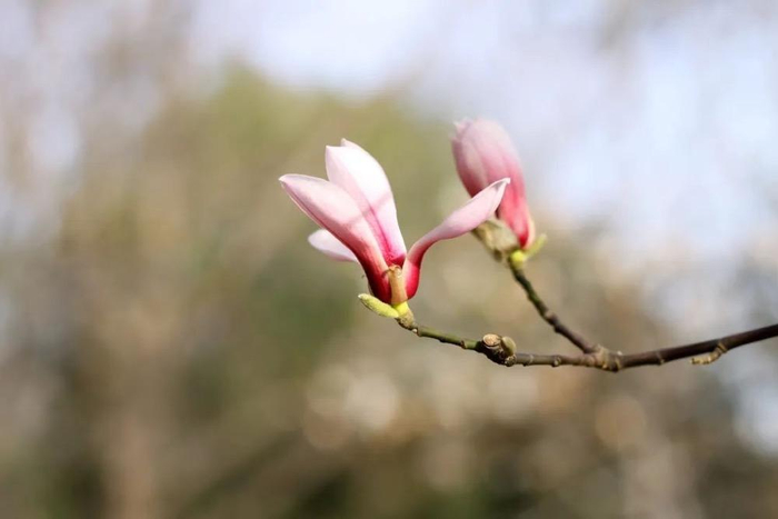 望春玉兰。图/欧阳婷