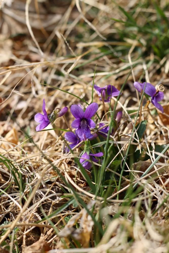 早开堇菜。图/欧阳婷