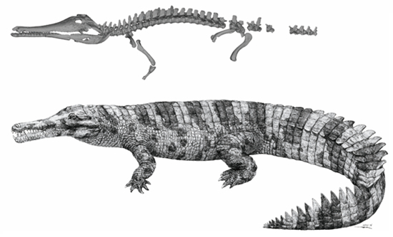     中华韩愈鳄正型标本三维重建和艺术复原图。 研究团队供图