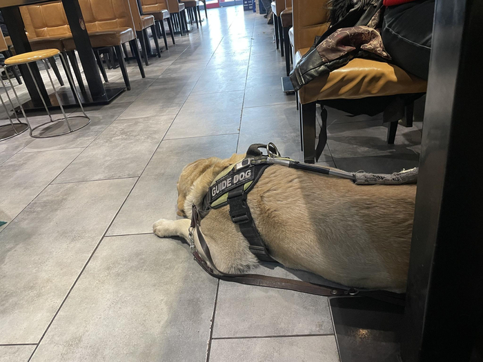 ▲主人就餐时，导盲犬土豆安静地在桌下等待。新京报记者 左琳 摄