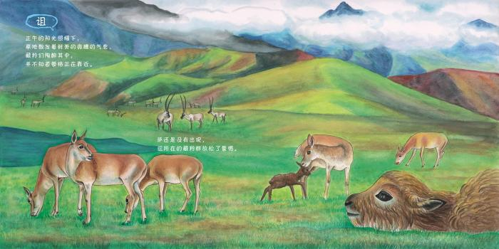 图为藏羚。　王芳芳 摄