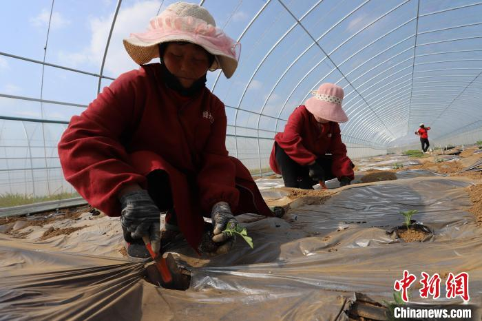 蔬菜育种基地内，工人们在给大棚里定植蔬菜种苗。　张亚 摄