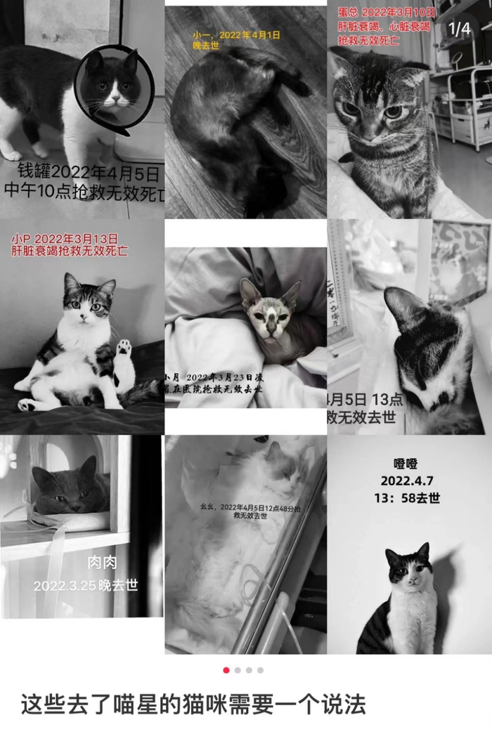 宠物主在社交平台上发声（图源：宠物主小红书账号）