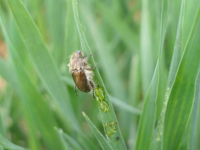 苹毛丽金龟成虫。北京市植保站 张智 摄