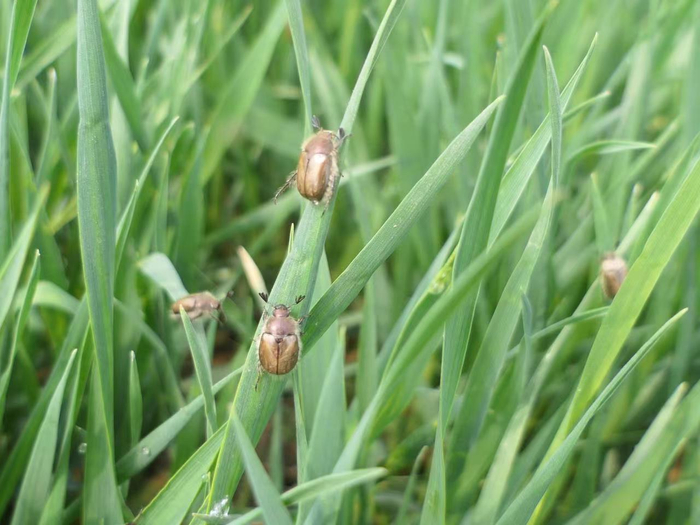 苹毛丽金龟集中为害小麦。北京植保站 张智 摄