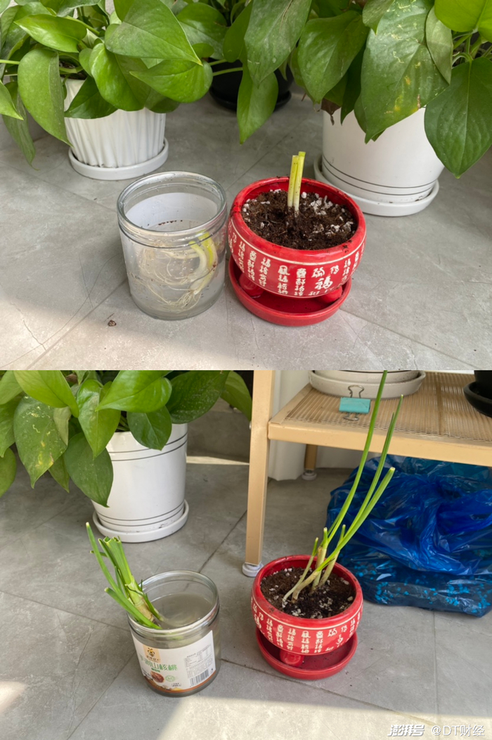 &nbsp; &nbsp; &nbsp; &nbsp; &nbsp; &nbsp; &nbsp; &nbsp; &nbsp; &nbsp; &nbsp;（3/31的小葱 VS 4/5的小葱，图源：浦浦）