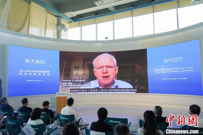 来自英国剑桥大学医学研究所的Patrick Maxwell教授在线对成果进行点评。　深圳华大生命科学研究院  供图