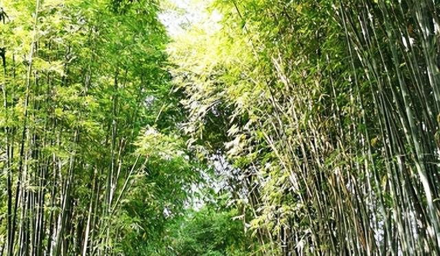 一竹一世界丨梁山慈竹:能屈能伸的竹界“大丈夫”