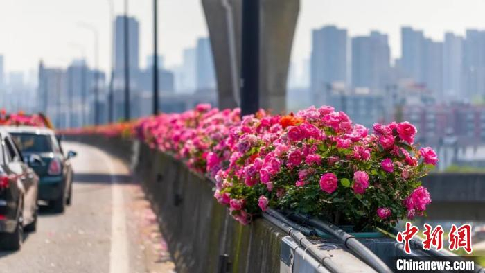 滨江区彩虹快速路与时代大道高架的月季花。　杭州市园林文物局供图