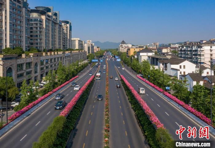 高架月季。　张圣东 摄