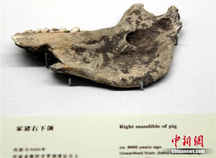距今约9000年的家猪右下颌，是中国目前考古发现最早的家猪。中新社发 孙自法 摄