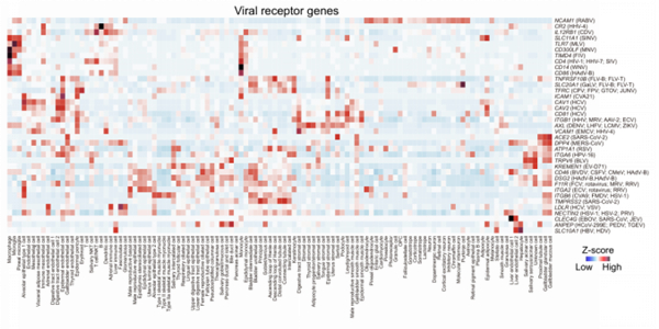 病毒易感细胞类型“字典”
