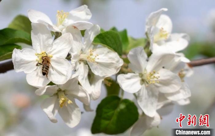 眼下正是疏花、授粉的时节，走进果园，蜜蜂在花丛中采蜜。　郑远飞 摄