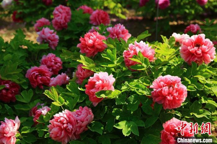 南山牡丹园各色牡丹姹紫嫣红、花团锦簇。　 张建设 　摄
