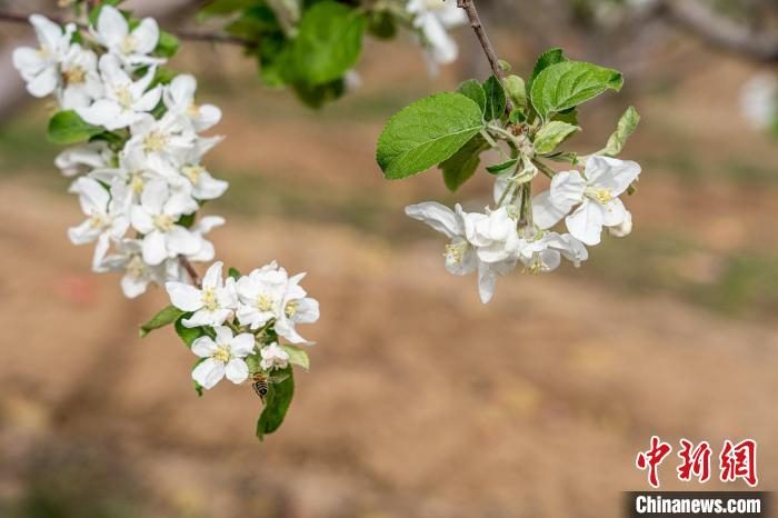春风徐来，洁白的苹果花在黄土高原的沟沟坎坎中摇曳，空气中弥漫着花香。　郑远飞 摄