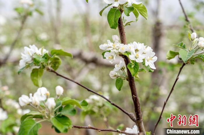 吉县有“中国苹果之乡”的美誉，拥有适宜种植苹果的纬度、海拔、土壤、温差、光照和空气质量。　郑远飞 摄