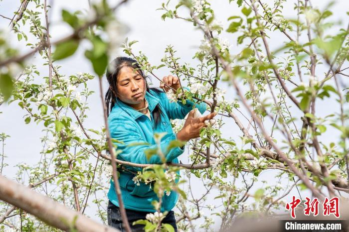 吉县苹果种植面积稳定在28万亩，总产量达到20余万吨，产值达到10亿元，果农人均果品收入上万元。　郑远飞 摄