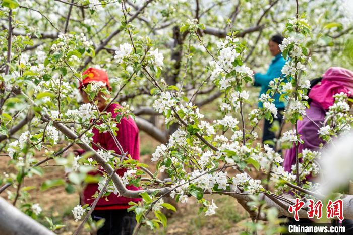 果农们正忙碌着为果树疏花、授粉、防虫，处处一派繁忙景象。　郑远飞 摄