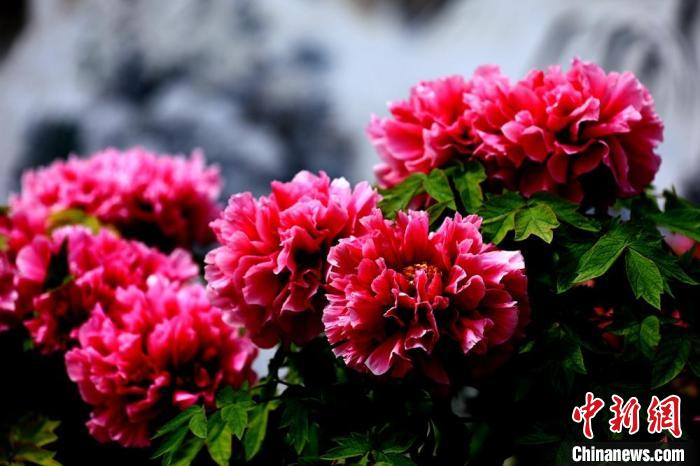 牡丹花大色艳、富丽端庄、芳香浓郁。　 张建设 　摄