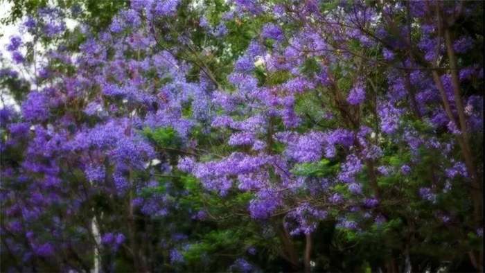 图源：“普洱文旅资讯”微信公众号