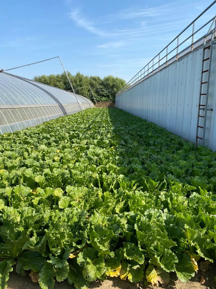 资料图：菜地。（李明阳 摄）