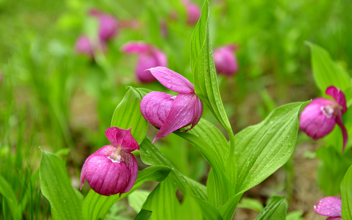 野生大花杓兰。图/IC photo