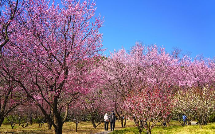 游客在梅园散步。国家植物园供图