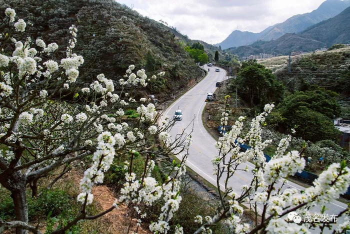 信宜三华李花开时节成为当地旅游旺季