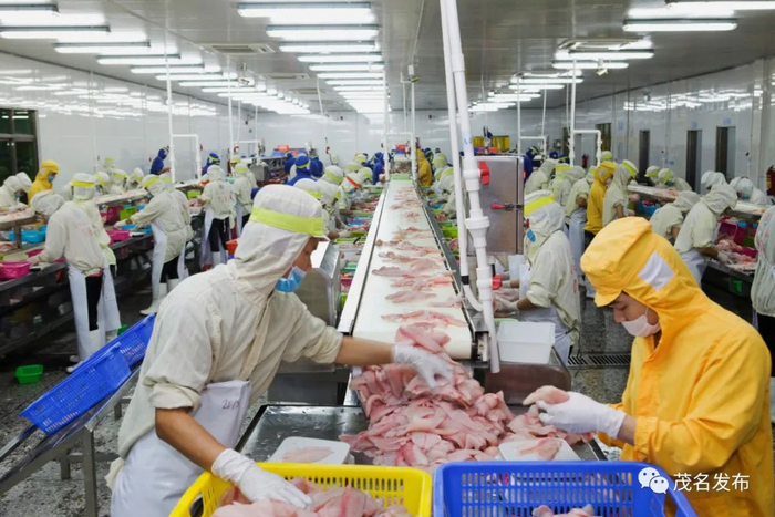 罗非鱼加工出口