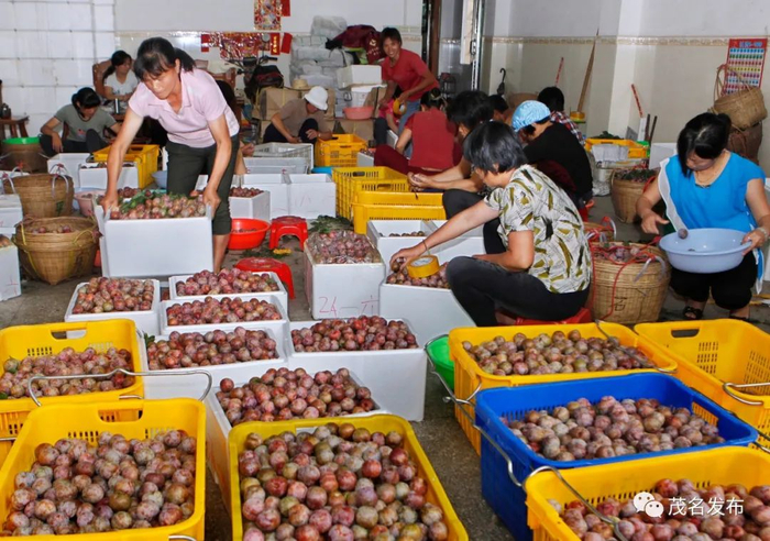 三华李收购打包外运