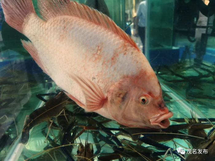 卖相好价格高的金色罗非鱼