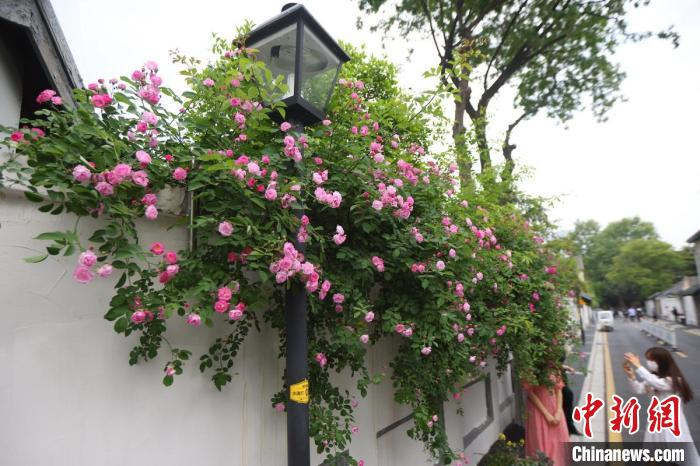 一朵朵蔷薇热情绽放。　泱波 摄