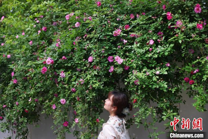 一阵微风拂过，花朵轻轻摇晃，淡雅的花香扑鼻。　泱波 摄