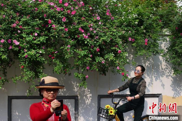 市民来此拍摄美照。　泱波 摄